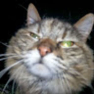 Meet your Posher, Tammy